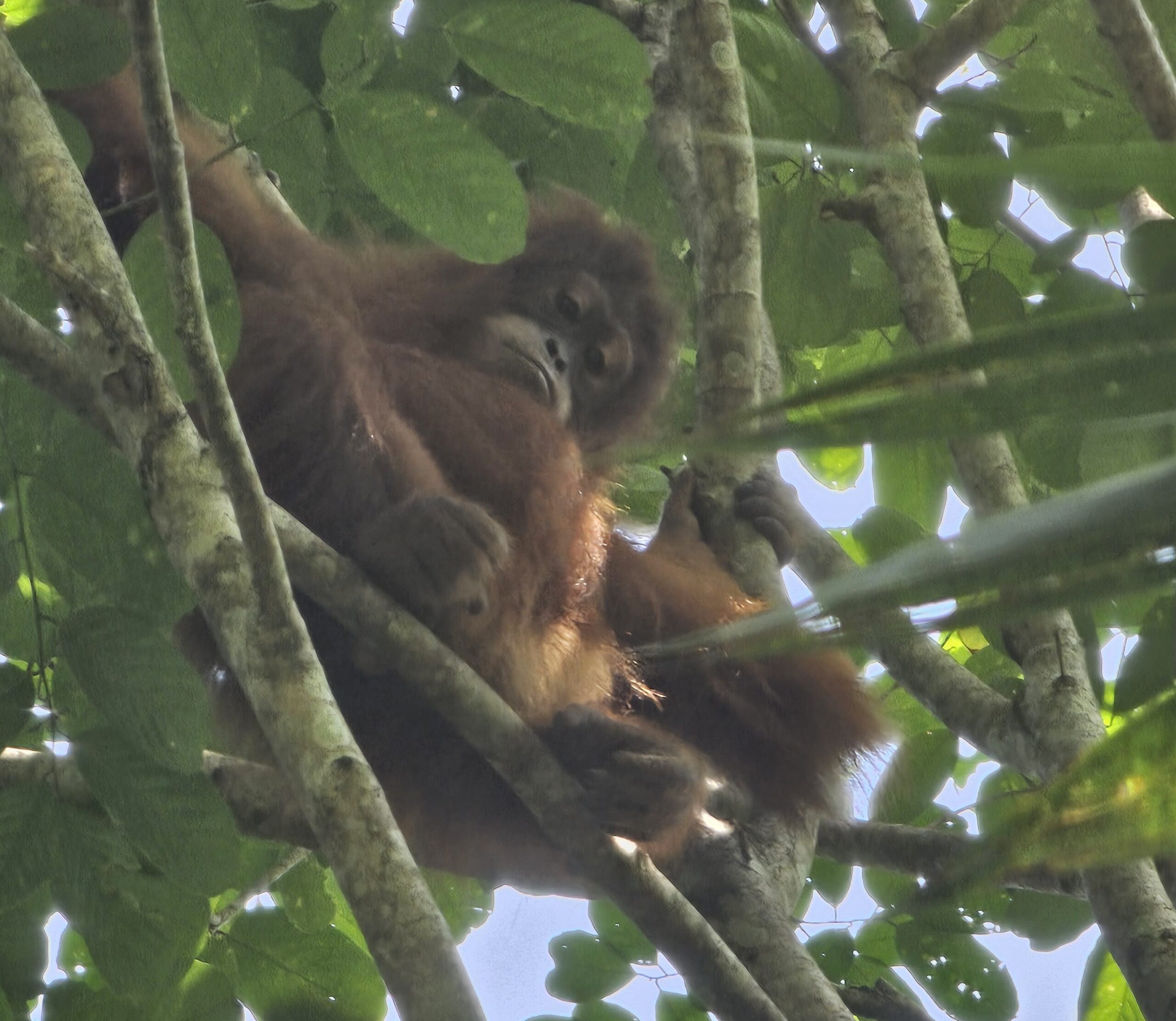 Voyager seule à Sumatra : 10 jours entre jungle et lac Toba