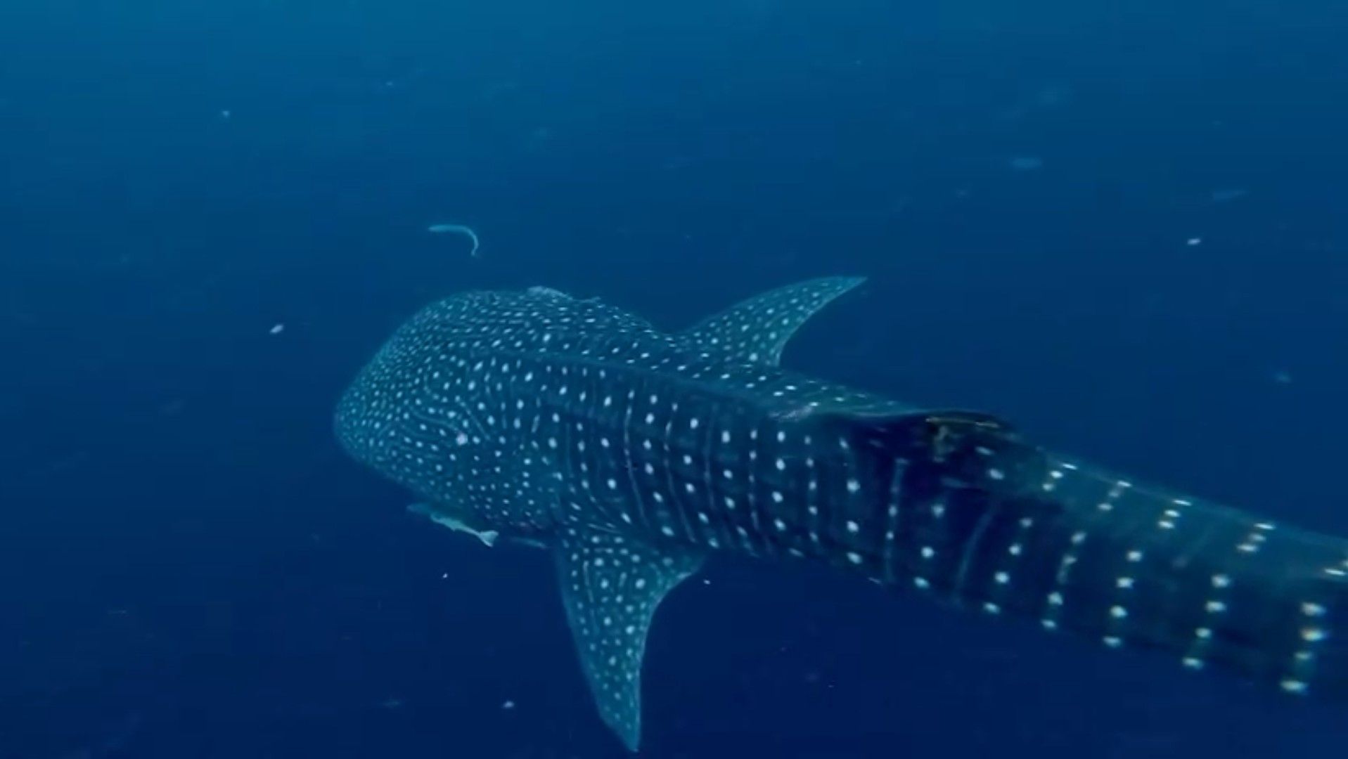 Croisière Lombok-Flores : mon expérience de 4 jours/3 nuits